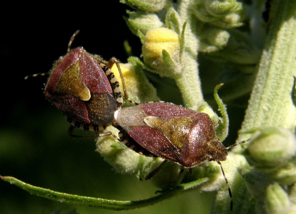 Dolycoris baccarum?? S, una coppia